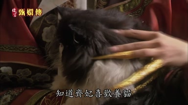 知道齊妃喜歡養貓