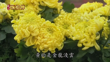 黃的是金龍凌雲