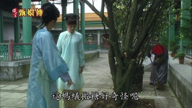 小主快看 這螞蟻搬糖好奇怪呢