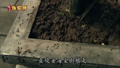 你瞧這螞蟻一直繞著海棠樹根走