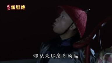 哪兒來這麼多的貓